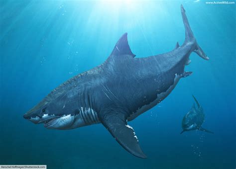 Megalodon, the largest shark ever, may have been a long, .
